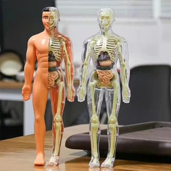 Ľudské Telo Anatómie Model S Vymeniteľné Diely Pre Deti Trupu Vzdelávacie Vedy Súpravy Pre Lekárske Vzdelávania Študentov Darčeky 28 cm