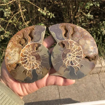 Prírodné Ammonite Vzor Shell conch Nautilus Pompiplius Tichom jaspis akvárium Liečivé Kamene